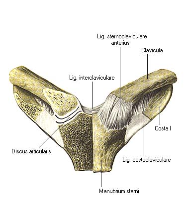 Грудино ключичный. Articulatio sternoclavicularis. Грудино ключичный сустав анатомия. Ligamentum interclaviculare. Ключичная вырезка грудины в грудино ключичном суставе.