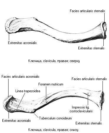 Правая ключица. Ключица левая строение. Строение внешних ключиц. Ключица правая и левая кость. Строение ключицы человека.
