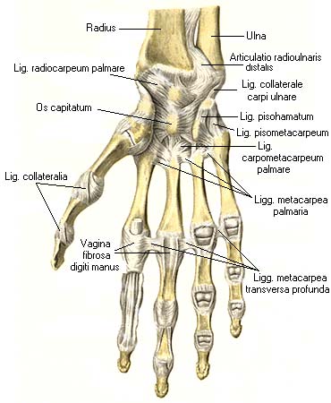 иллюстрация к разделу: Межфаланговые суставы кисти