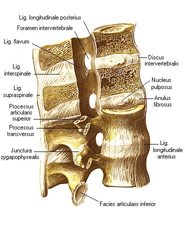 Межостистые и межпоперечные