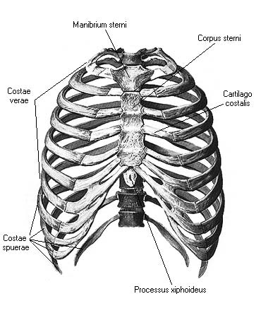иллюстрация к разделу: Грудная клетка