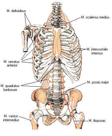 иллюстрация к разделу: Мышцы задней стенки живота