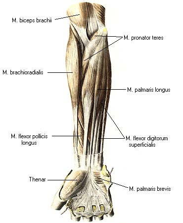 иллюстрация к разделу: Мышцы кисти