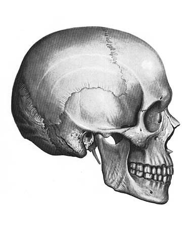 иллюстрация к разделу: Височная кость