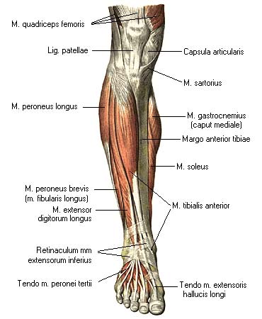 Передняя группа мышц голени. Передняя большеберцовая мышца, m. Tibialis anterior. Мышцы голени анатомия передняя. Атлас Синельникова мышцы голени. Анатомия мышц голени Синельников.
