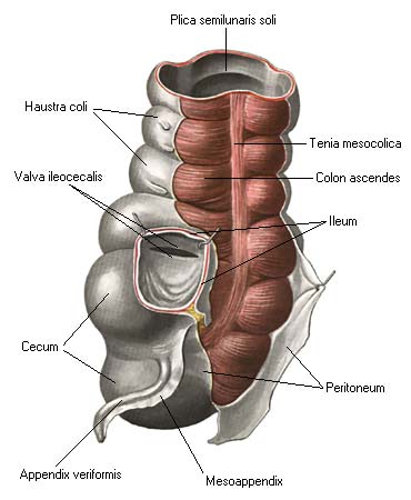иллюстрация к разделу: Толстая кишка