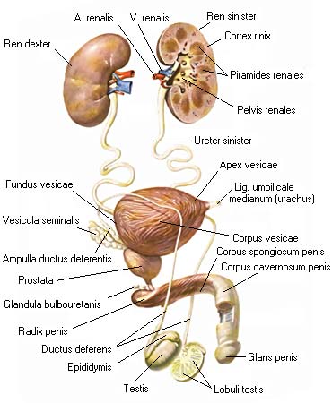 иллюстрация к разделу: Мочеполовой аппарат
