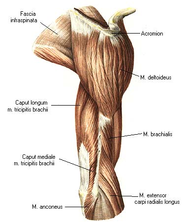 Biceps brachii brachialis