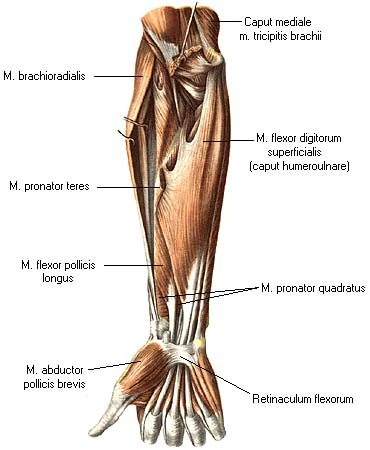 Мышцы предплечья передняя группа