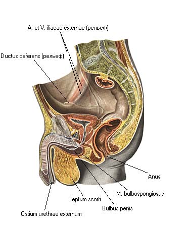 иллюстрация к разделу: Мужской мочеиспускательный канал