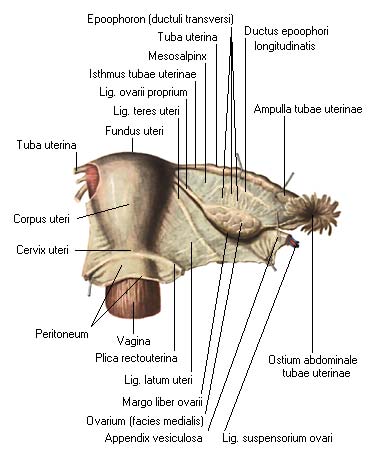 иллюстрация к разделу: Маточные трубы