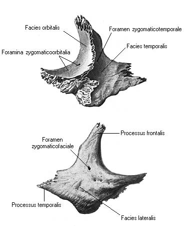 Скуловая кость анатомия картинки
