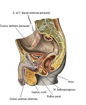 иллюстрация к разделу: Мышцы наружних половых органов