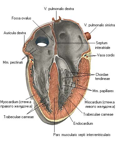 иллюстрация к разделу: Полость сердца