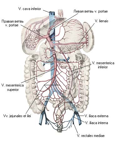 иллюстрация к разделу: Воротная вена