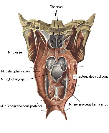 Глотка мышцы. Крылоглоточная часть. Гортань с двумя мускульными пластинками.