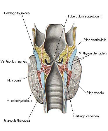Преддверие гортани ограничено. Морганиевы желудочки гортани. Желудочек гортани анатомия. Ventriculus laryngis. Полость гортани Синельников.