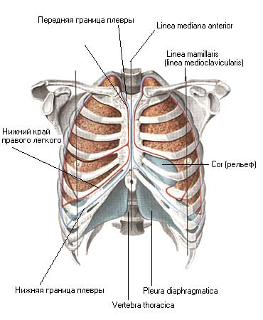 Где находится плевра фото